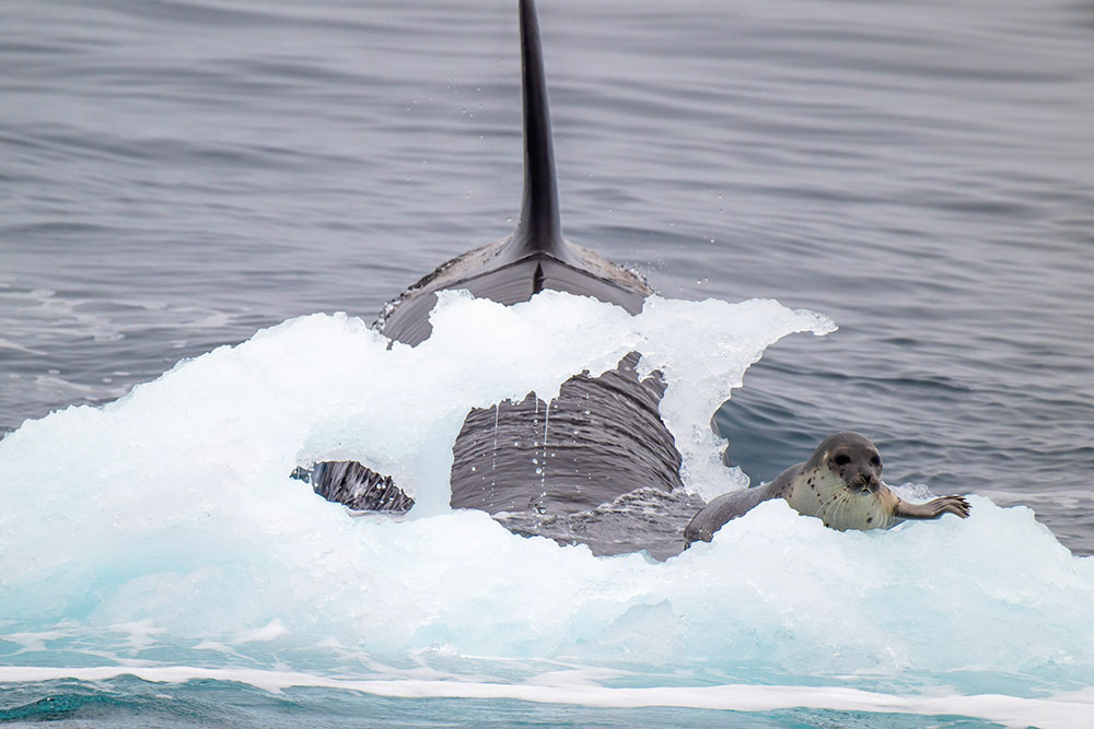 Attaque orque phoque Groenland