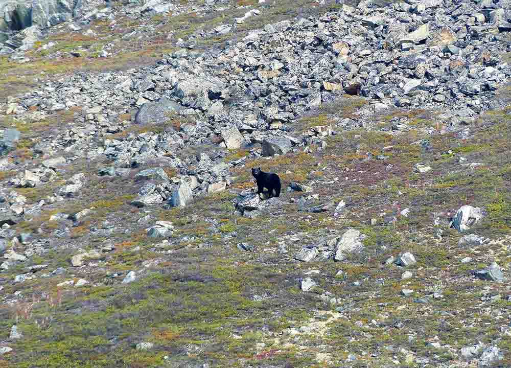 Ours noir Nunavut Canada