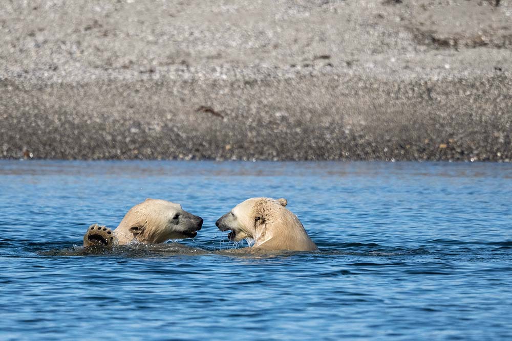 Ours jouent dans l'eau