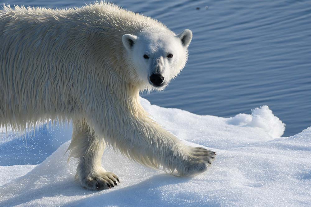 Ours polaire Spitzberg Svalbard