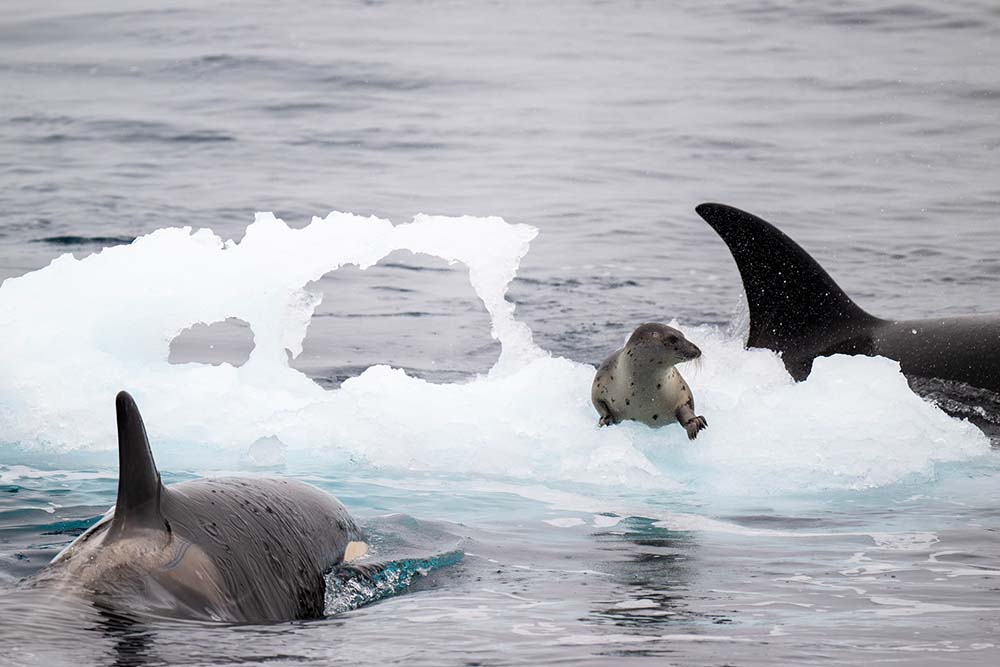 Attaque orque phoque Groenland