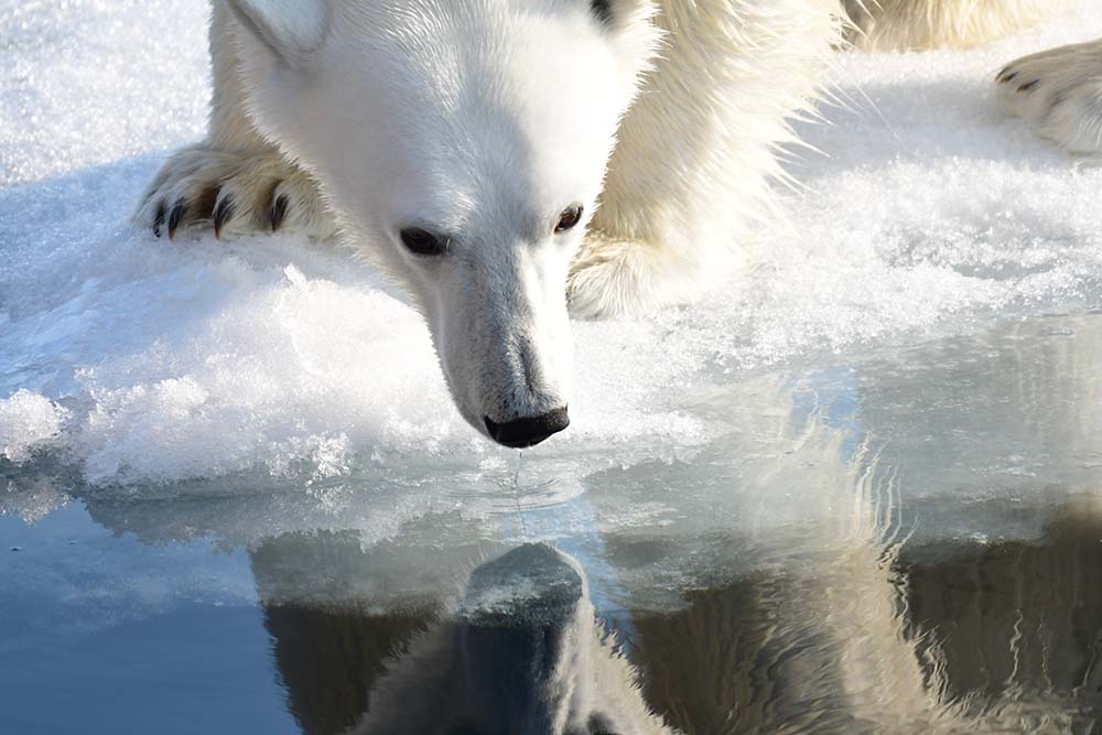 Ours polaire Spitzberg Svalbard