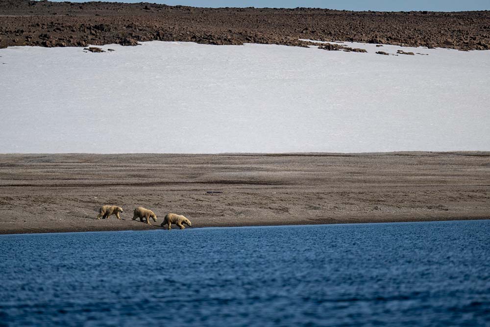 Famille d'ours