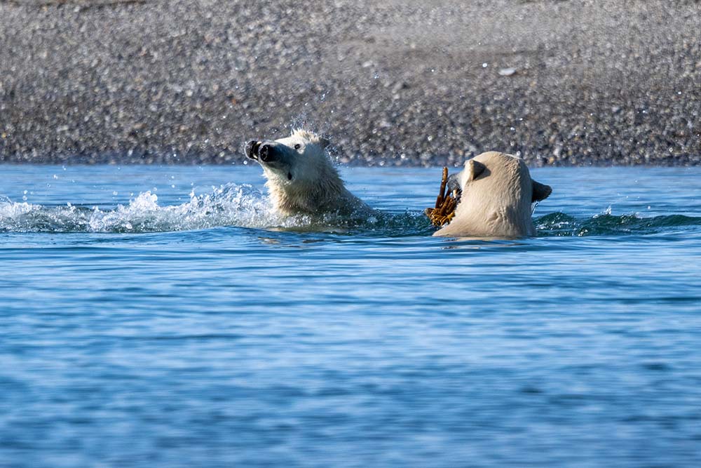 Ours jouent dans l'eau