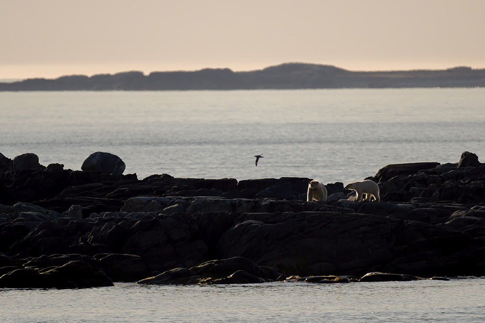 Deux ours sur une île au Svalbard