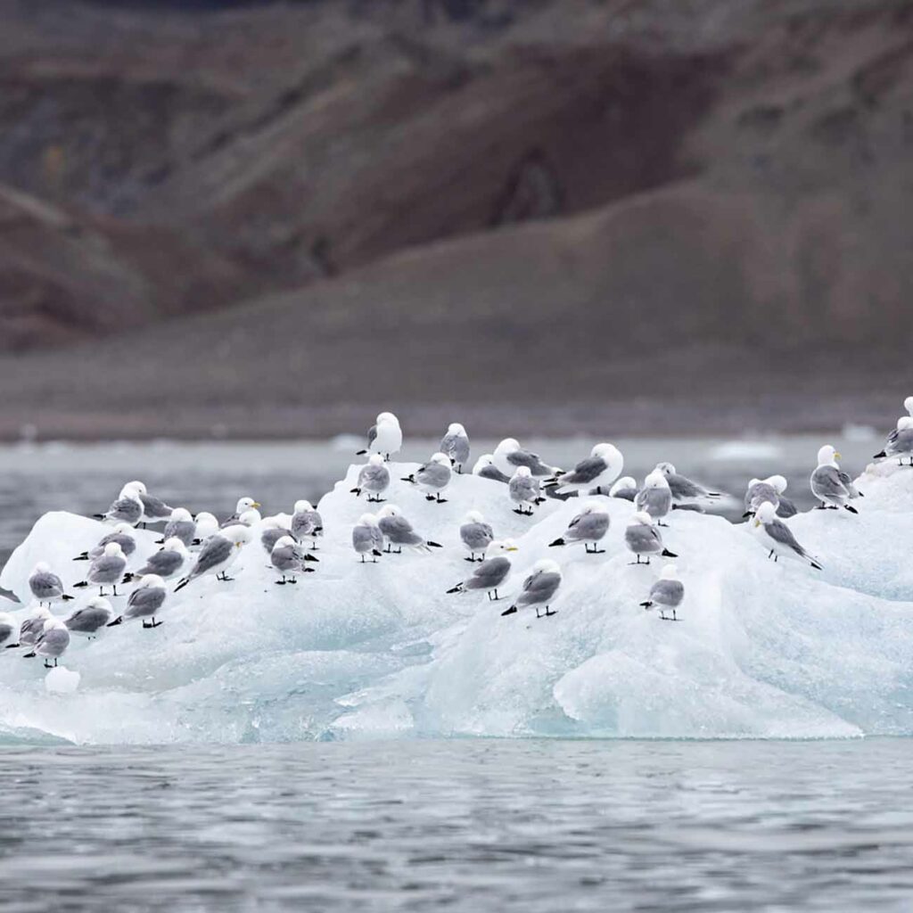 Mouettes sur Iceberg Spitzberg