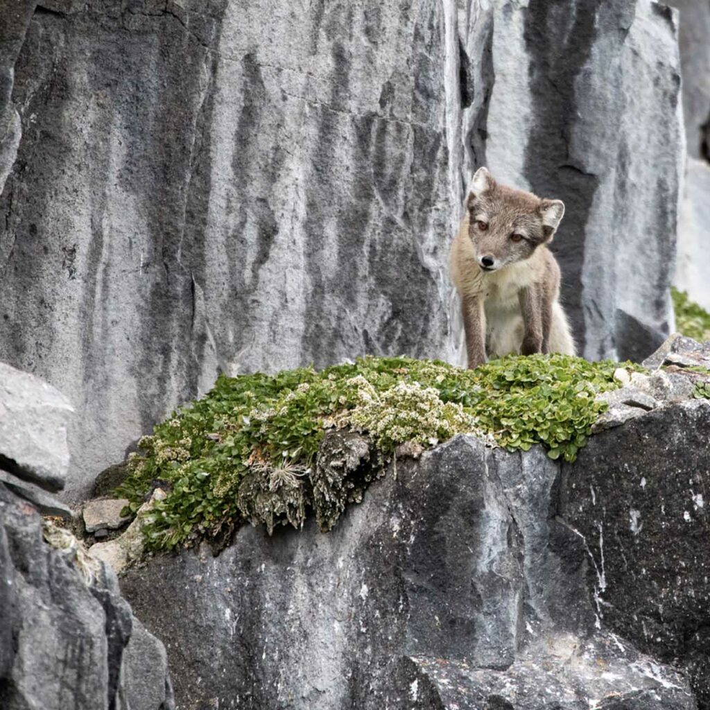 Renard Polaire Falaise d'Alkefjellet Spitzberg