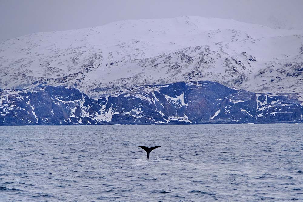 Norvège Cachalot Baleine