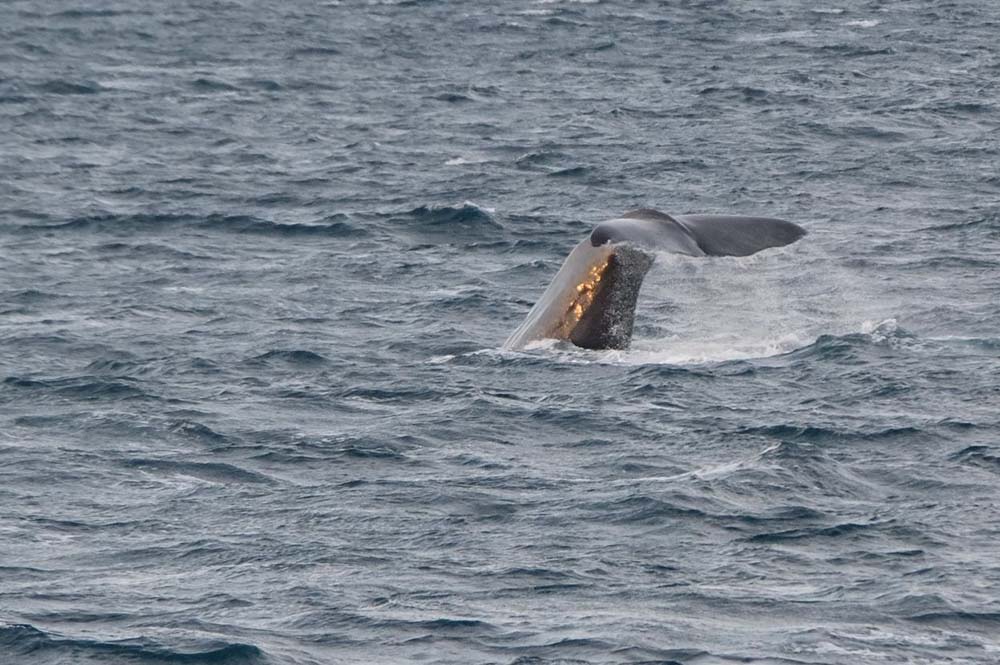 Cachalot Norvège