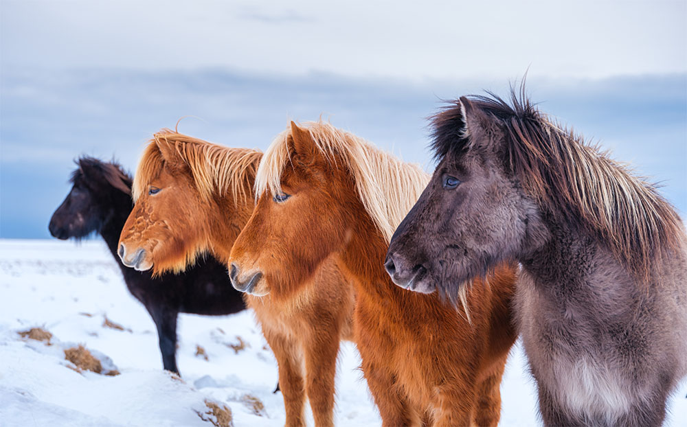 Chevaux islande