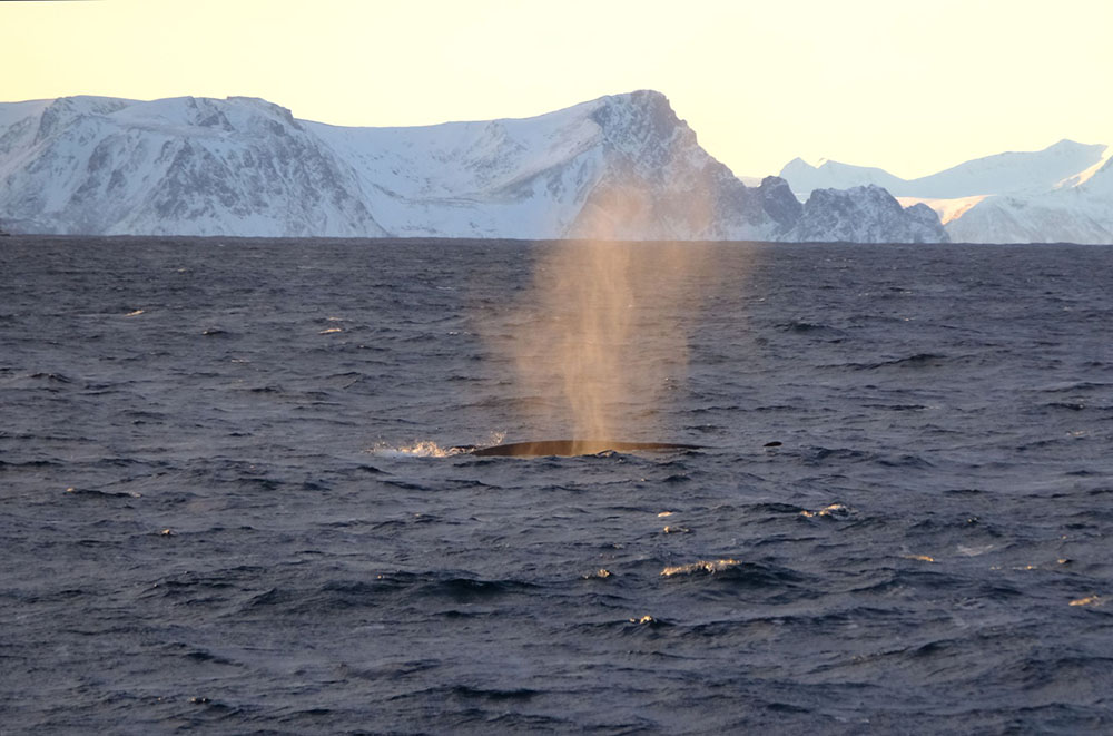 Lofoten Grands Espaces