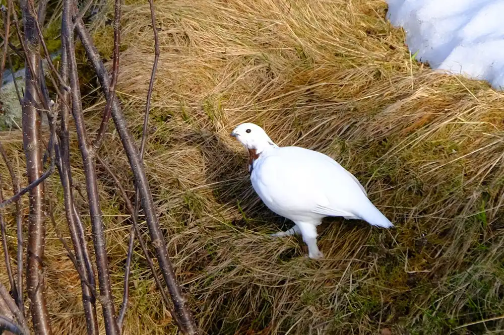 Lagopede Norvège