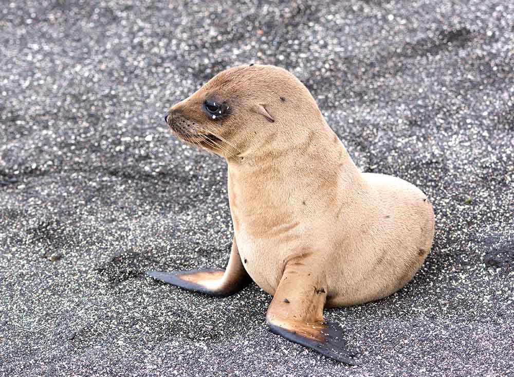 Otarie petit Galapagos