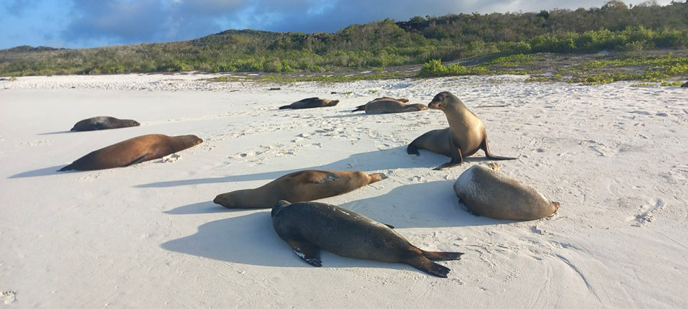 Galapagos