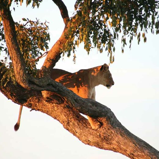 Désert du Kalahari