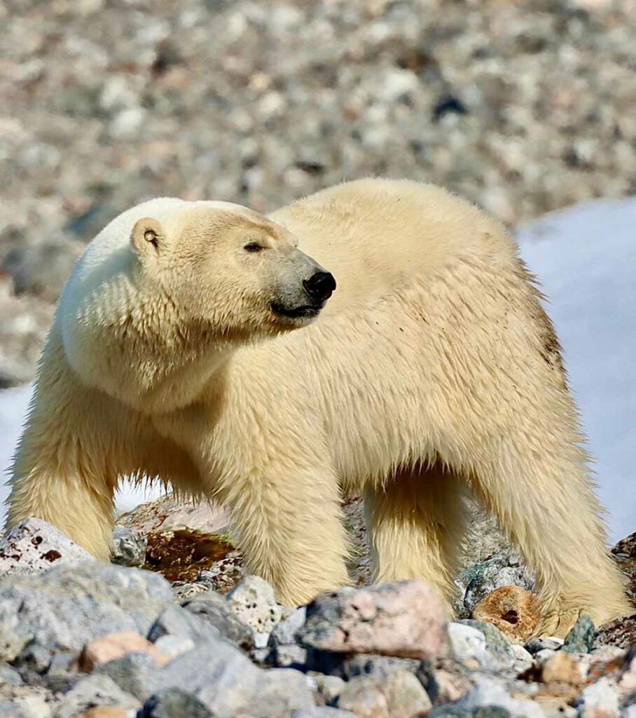 Ours ©Eric Didier