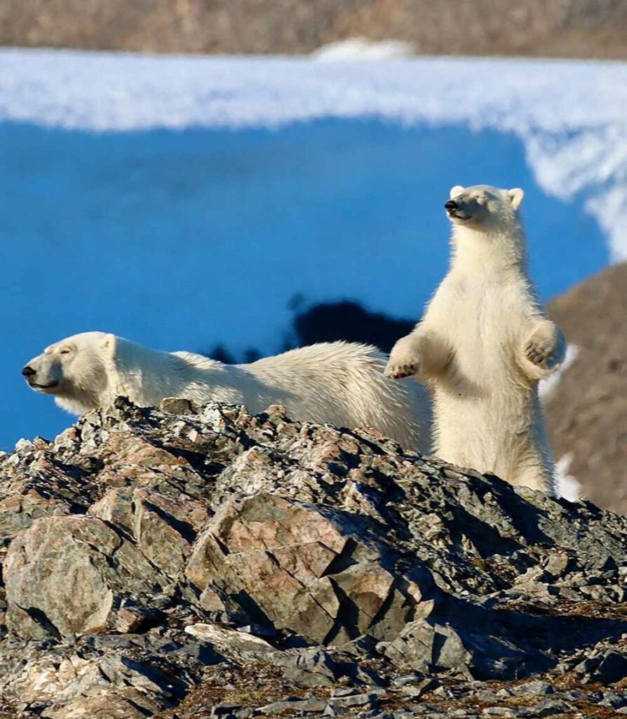 Ourse et ourson ©Eric Didier