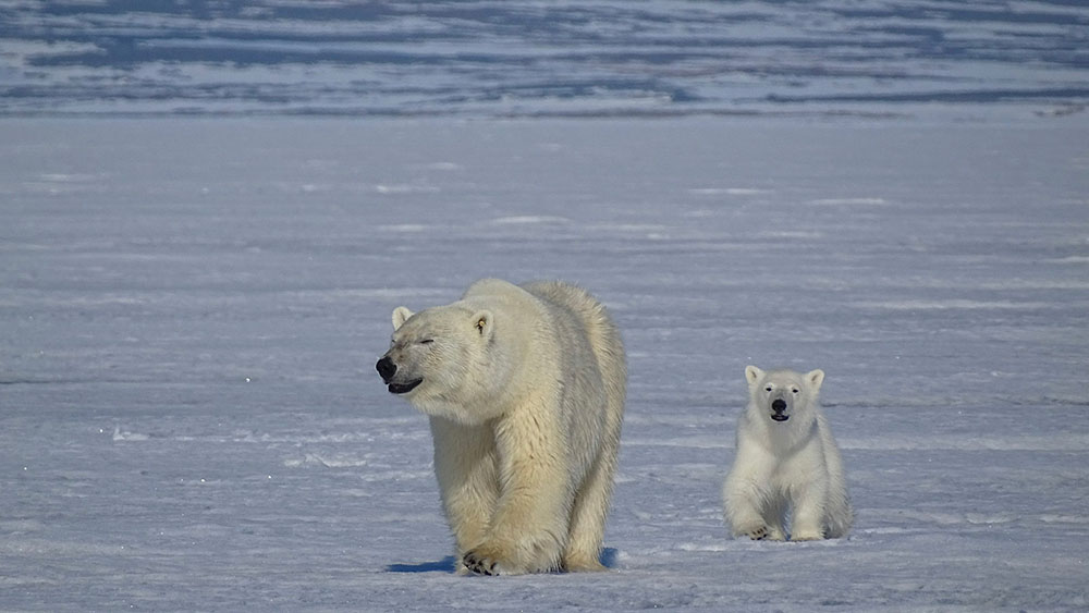 Ourse et ourson