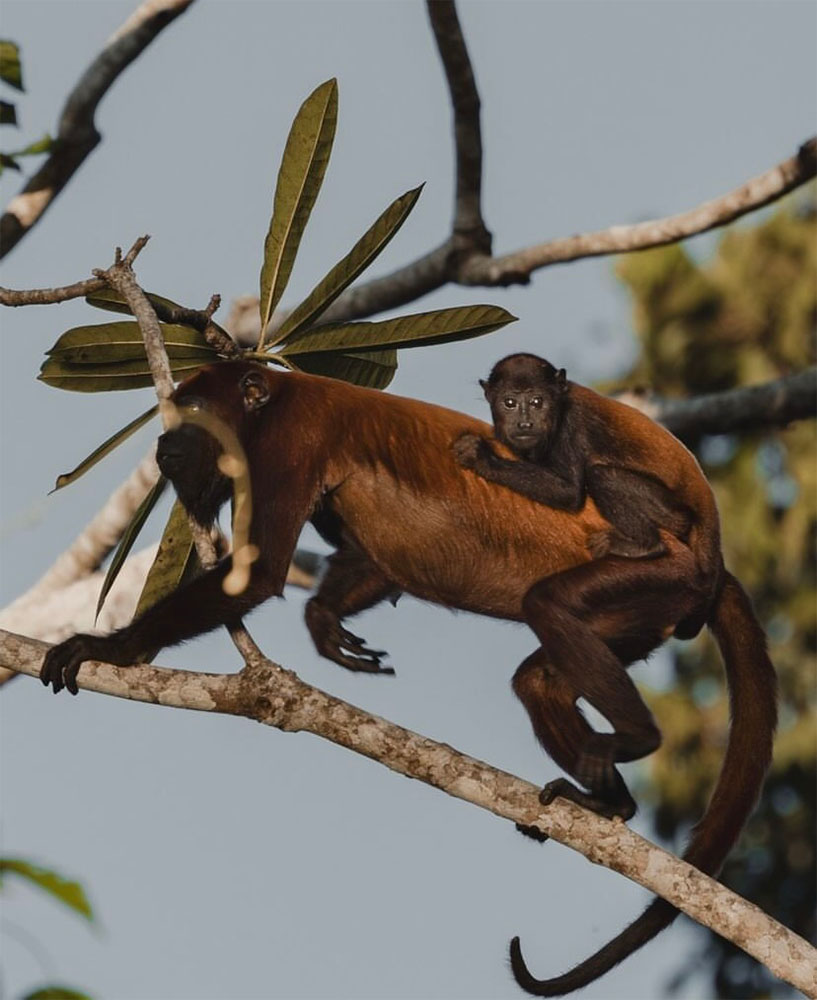 Alouate singe hurleur ©Valentin Pilate