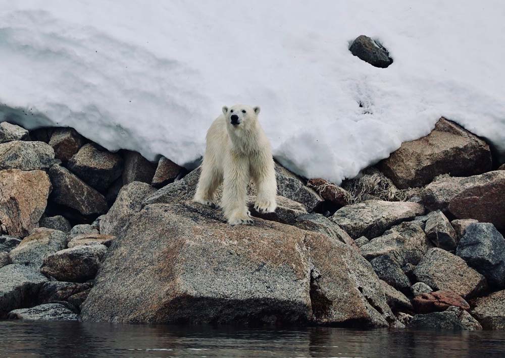 Ours Antoine Lochin