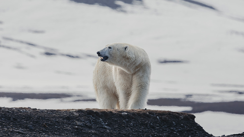 Ours polaire ©Valentin Pilate