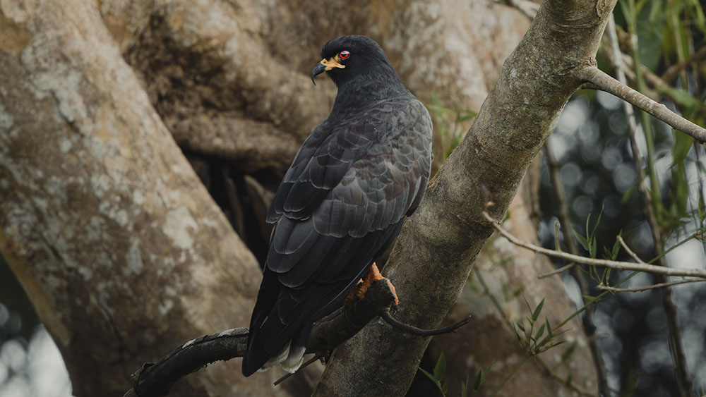 Rostrhamus sociabilis ou Milan des marais