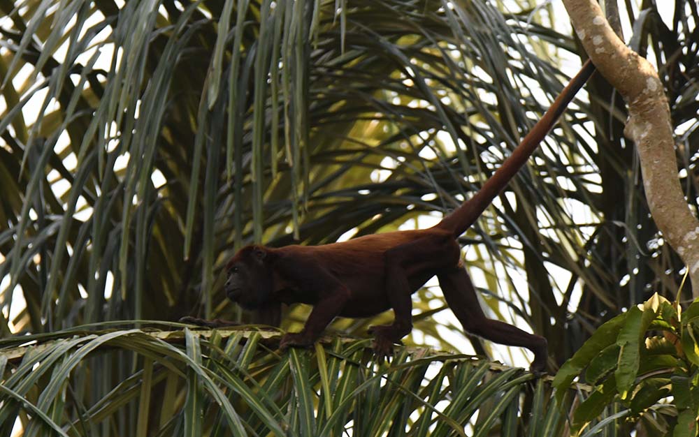 Singe Hurleur