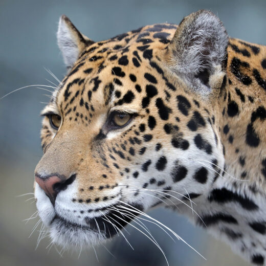 Jaguar dans l'eau pantanal