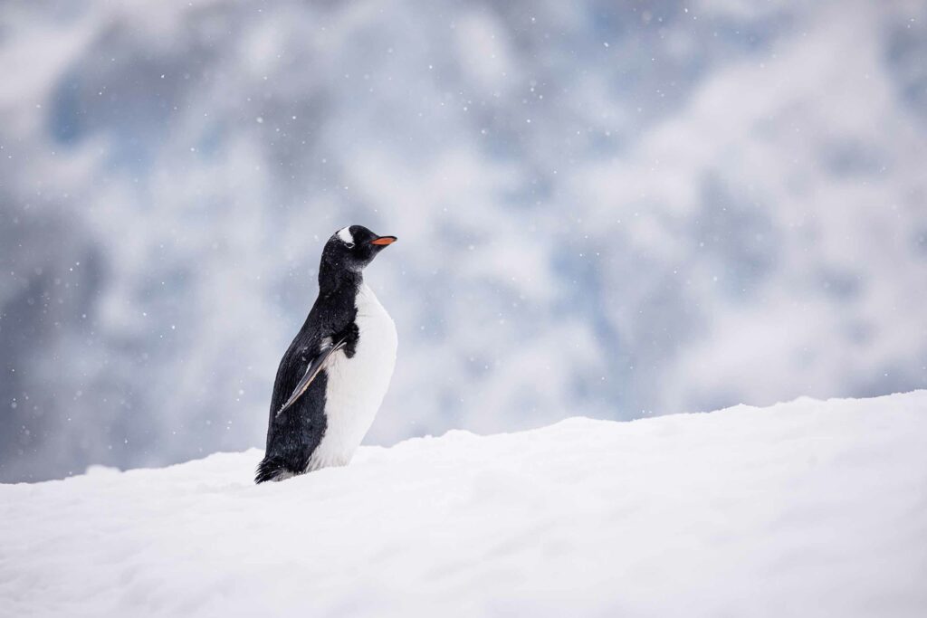 Manchot Papou Antarctique