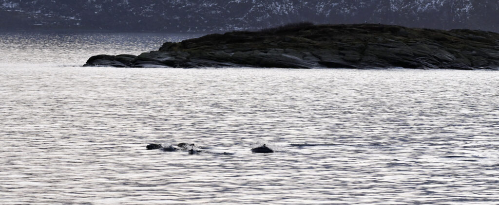 Marsouins Norvège