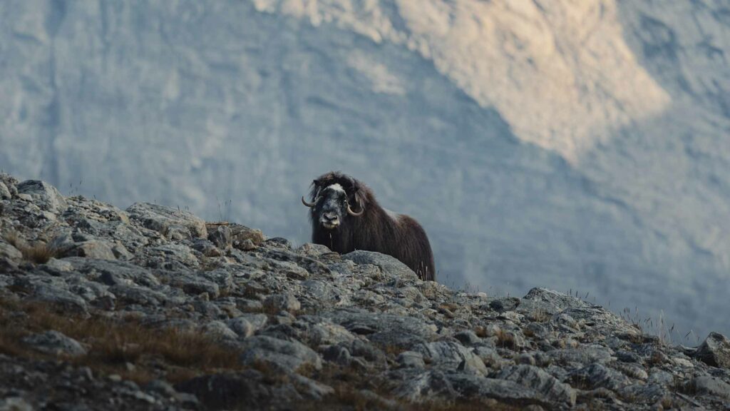 Boeuf musqué Groenland