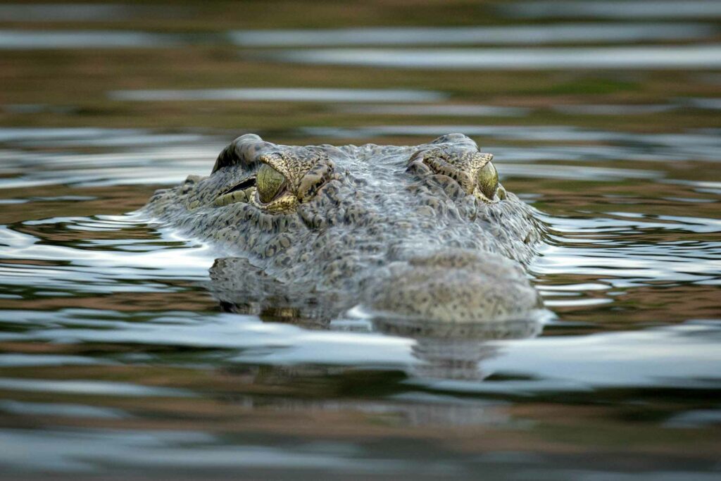 Crocodile Afrique