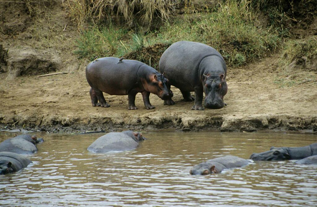 Hippopotames bord rivière