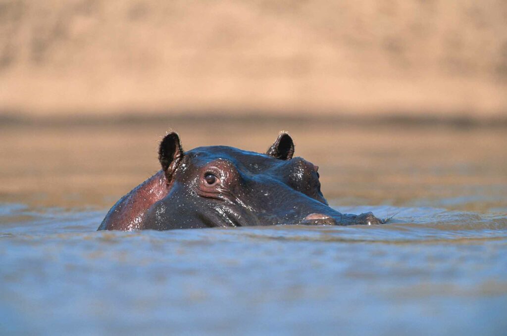 Hippopotames Congo