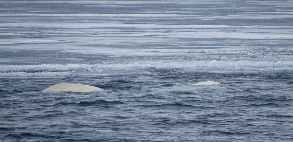 StJohnfjorden Belougas Spitzberg