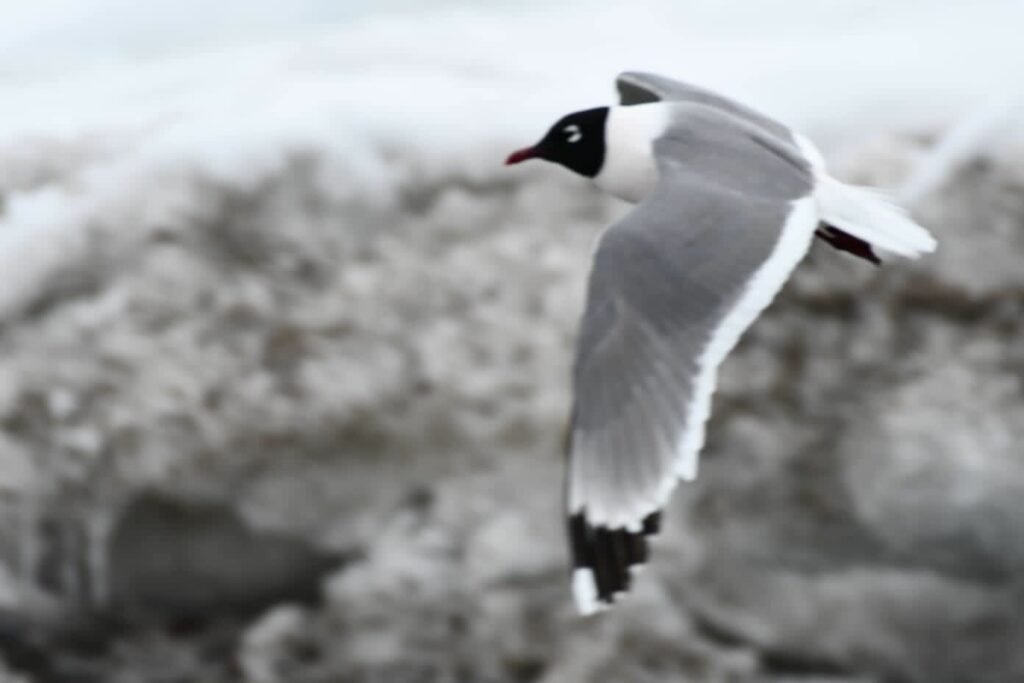 Mouette de Franklin