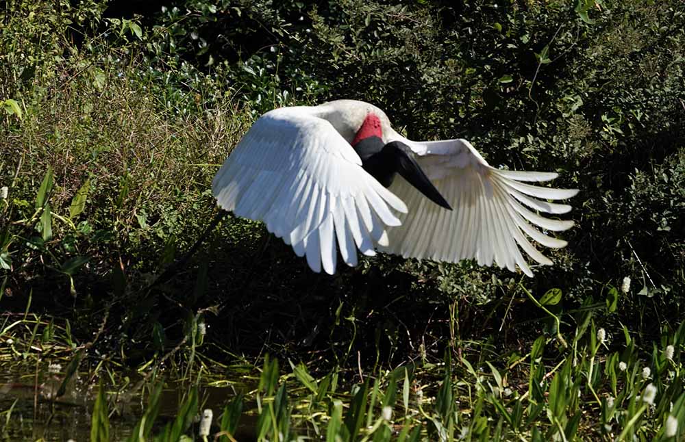 Jabiru