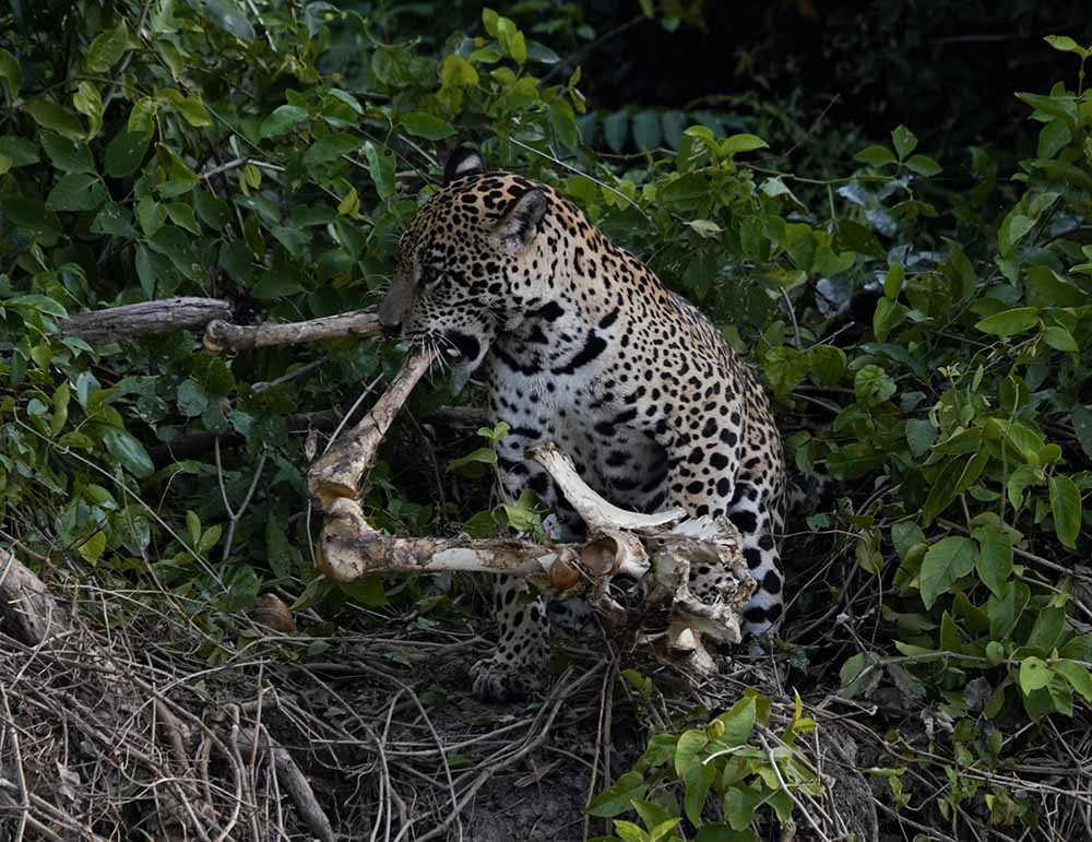 Jaguar Pantanal repas