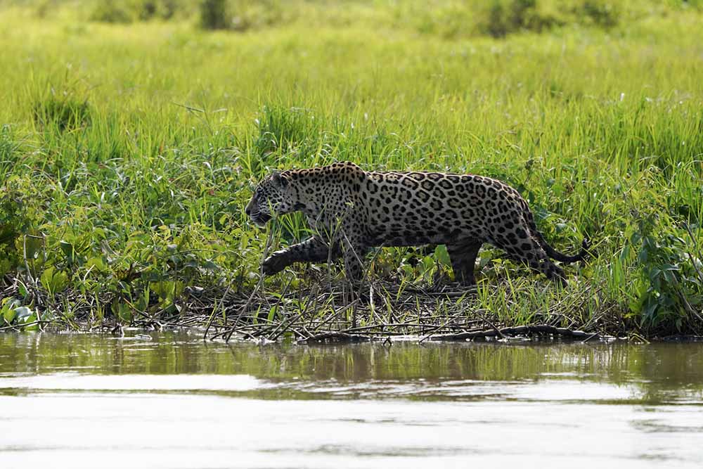 JAGUAR PANTANAL