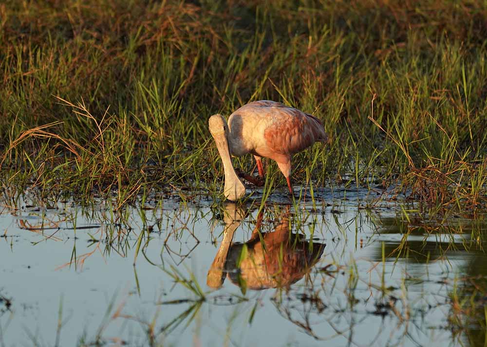 Spatule Pantanal