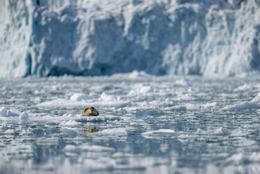 Phoque front de glace