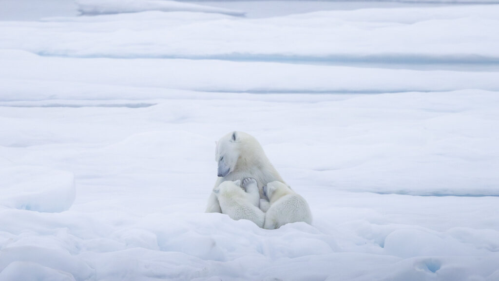 Ours et oursons banquise
