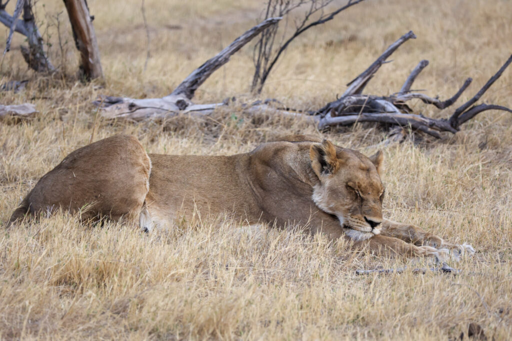 Lionne Afrique Australe