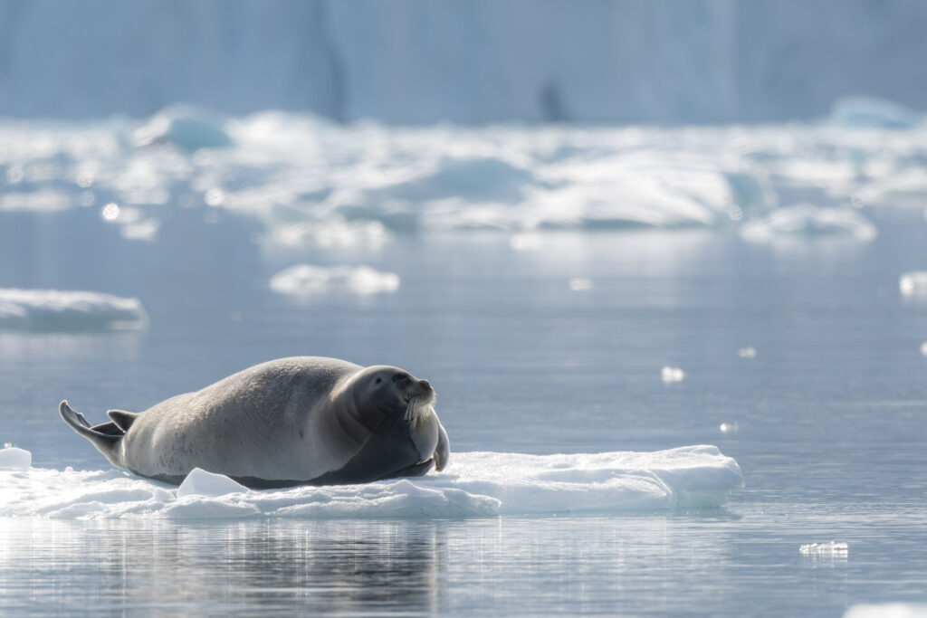 Phoque barbu Spitzberg