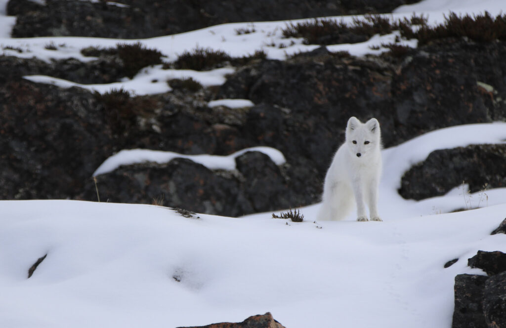 Renard polaire