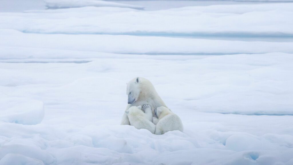 Ours et oursons sur la banquise