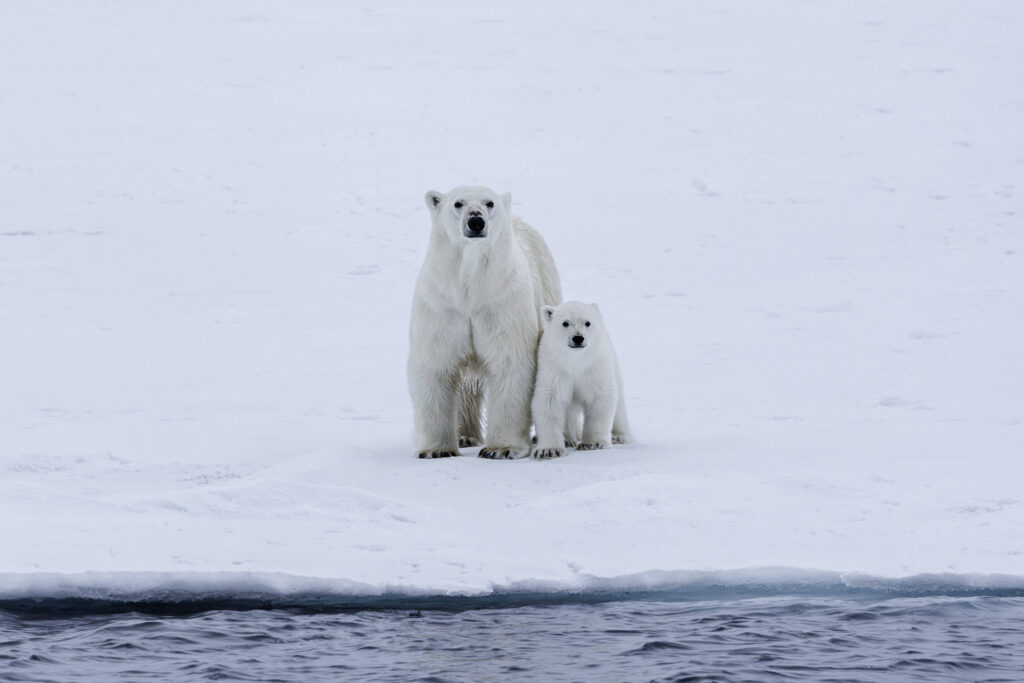 Ours et ourson banquise
