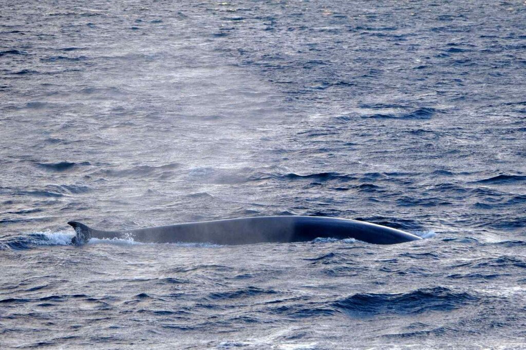 Grand Rorqual Norvège