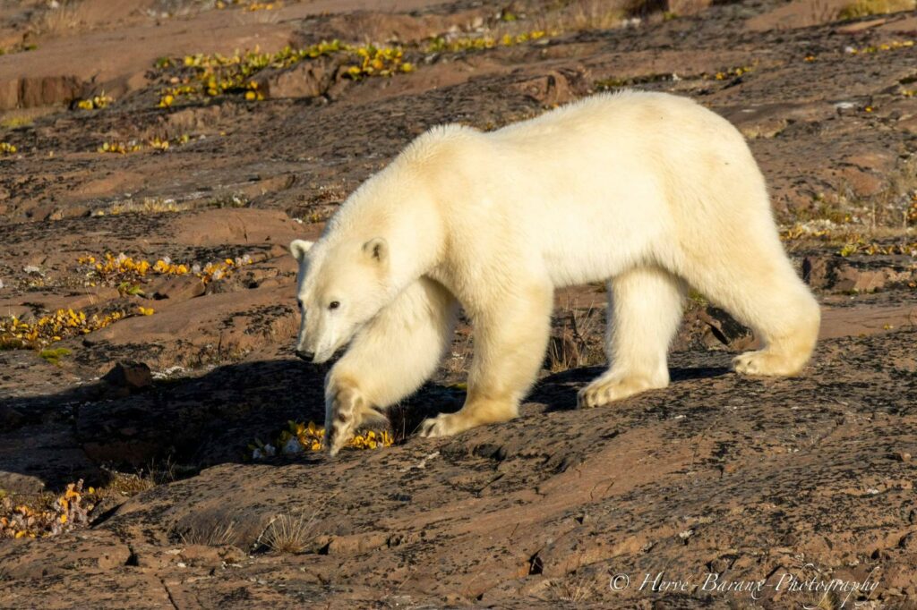 OUrs nord-est du Groenland
