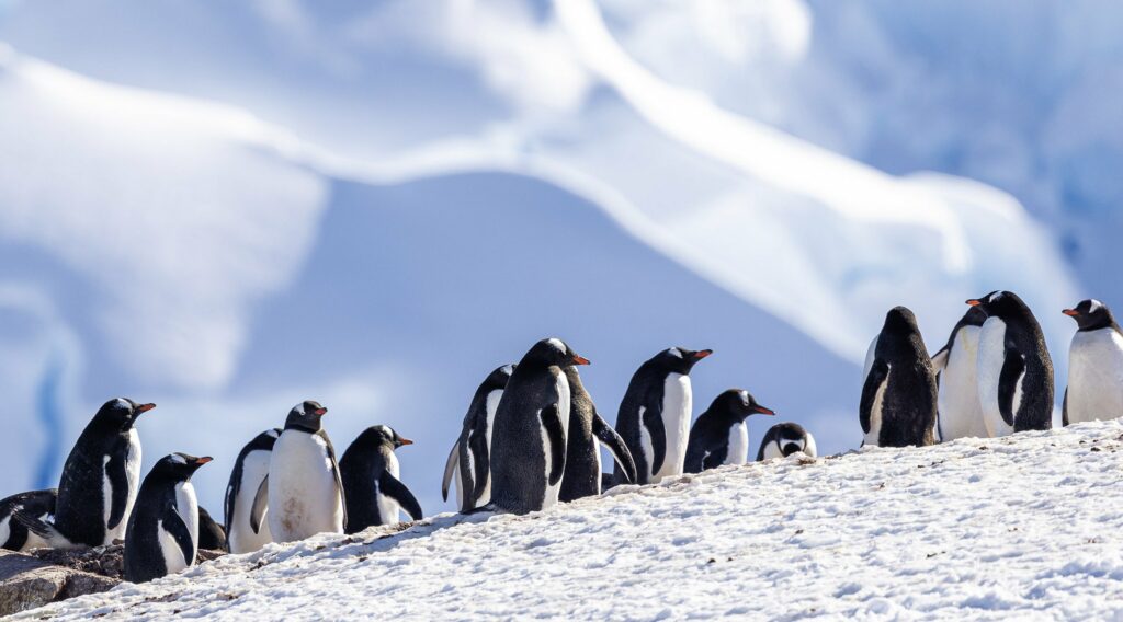 Antarctique Manchots